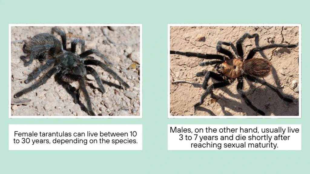Average Lifespan of Tarantulas