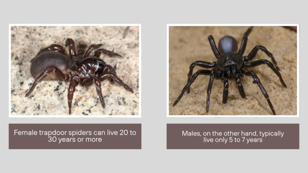 Average Lifespan of Trapdoor Spiders