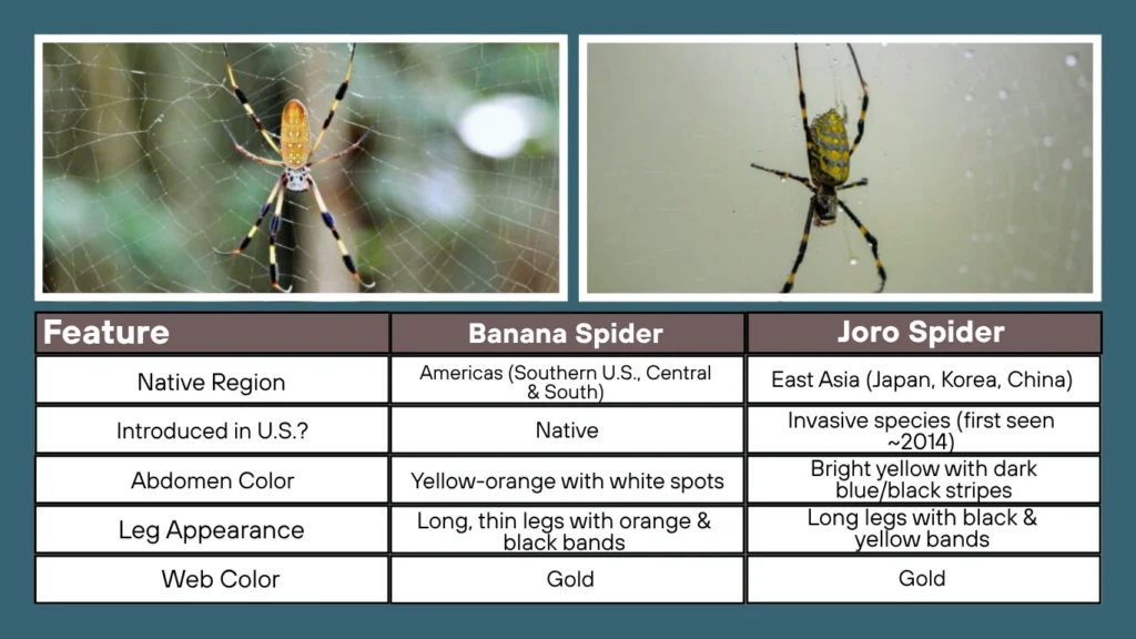 Banana Spider vs Joro Spider