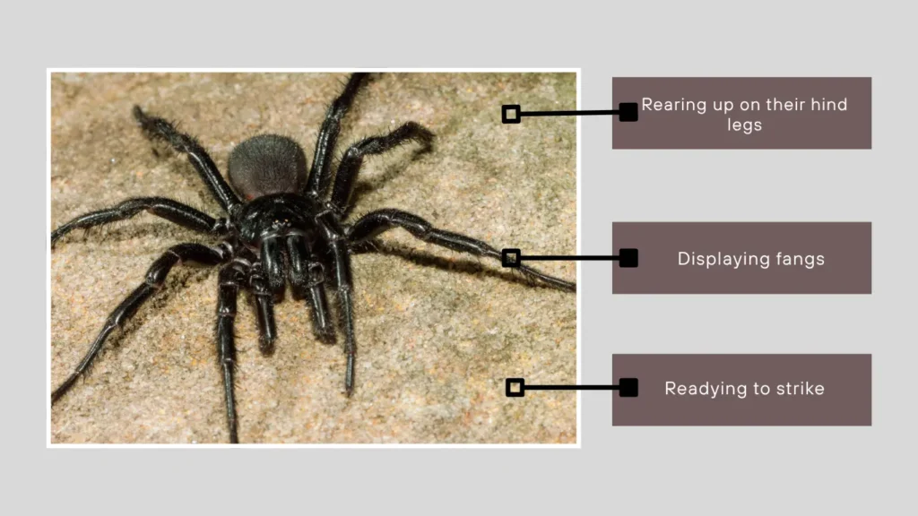 Sydney funnel-web spiders Behavior, Myths & Other Facts