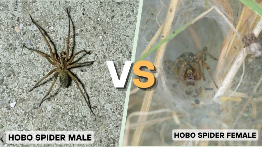 Male vs Female Hobo Spider Behavioral Differences