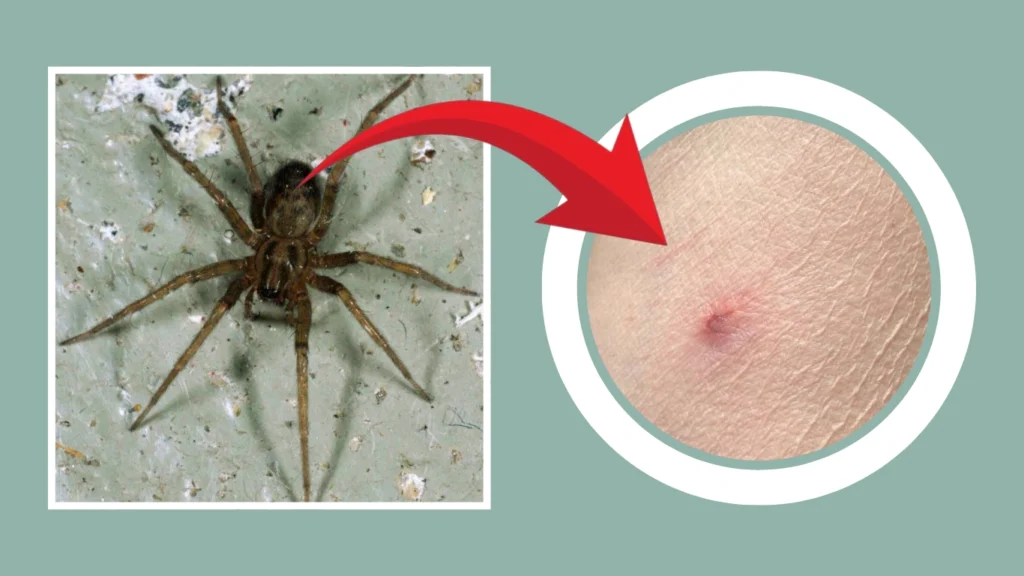 Bite, Venom & Danger Concerns