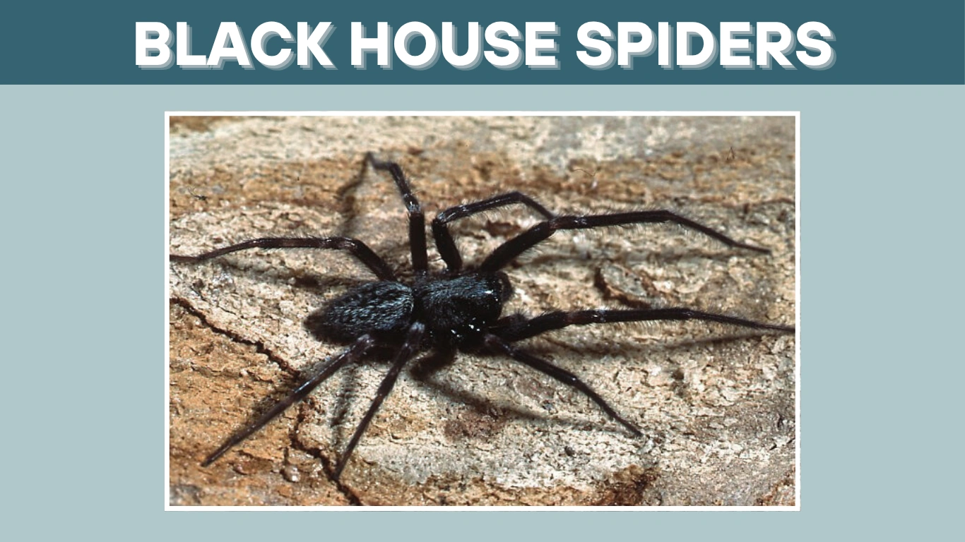 Black House Spiders: 13 FAQs About Safety, Diet, and Bites