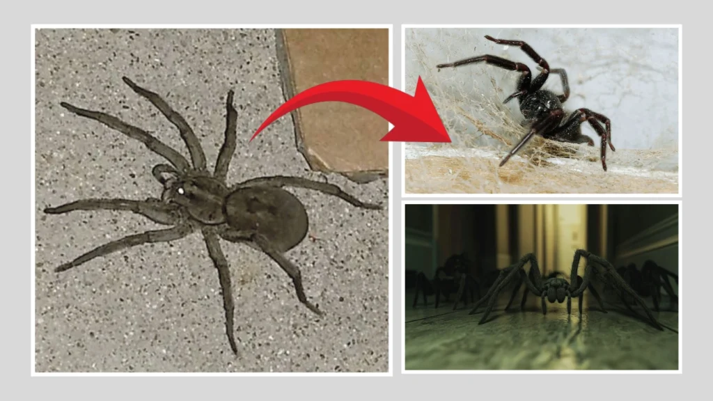 Black House Spider’s Hunting Style