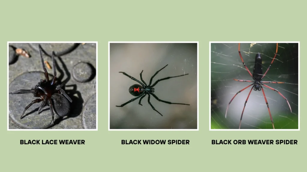 Black Lace Weaver Spider vs. Other Similar Spiders