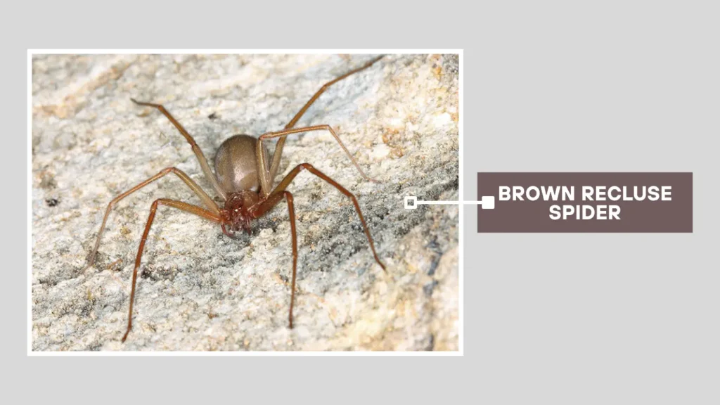 Brown Recluse Spider