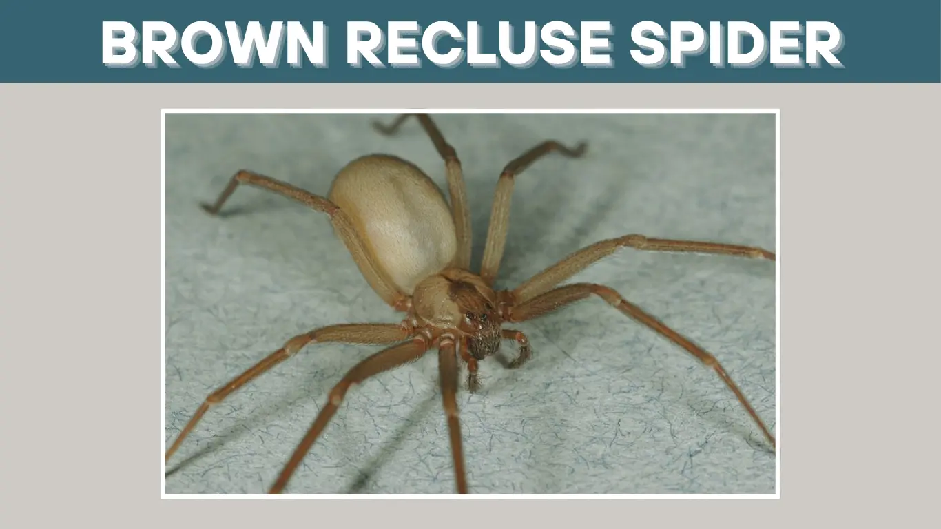 Brown Recluse Spider: 45 FAQs  About Bites, Behavior, & Myths