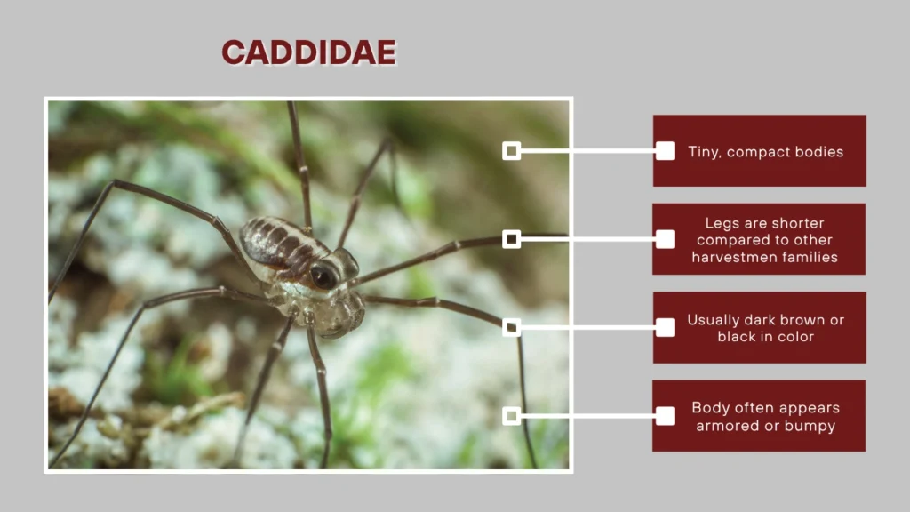 Caddidae