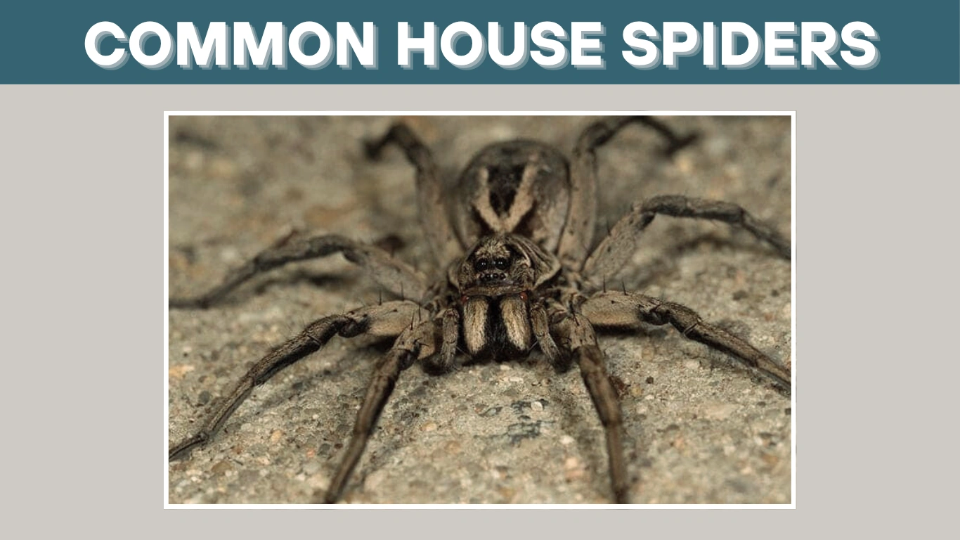 Common House Spiders: 18 FAQs About Bites, Behavior & Prevention