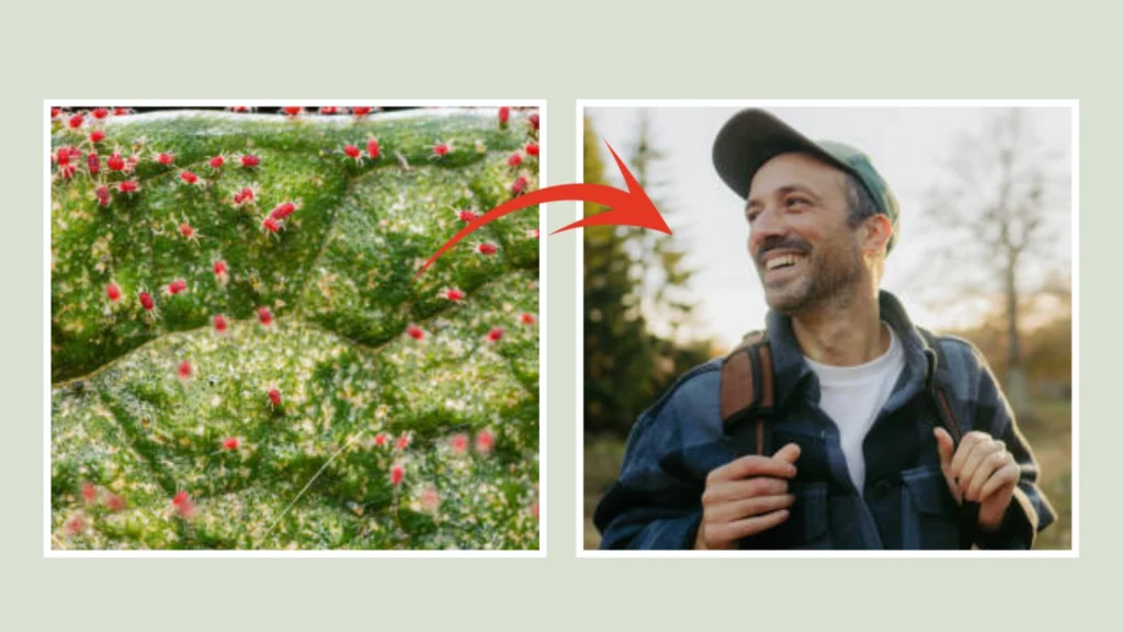 Common Myths About Spider Mites and Humans