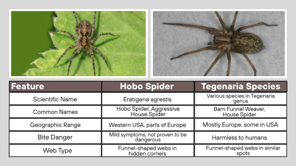 Comparison Table Hobo Spider vs. Tegenaria agrestis
