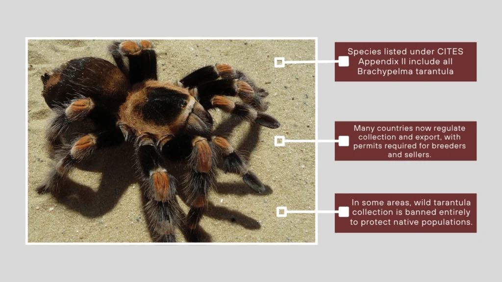 Conservation Efforts and Legal Protections