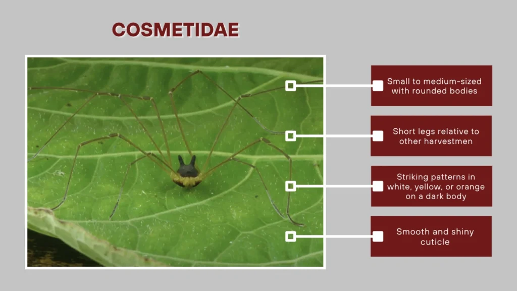 Cosmetidae