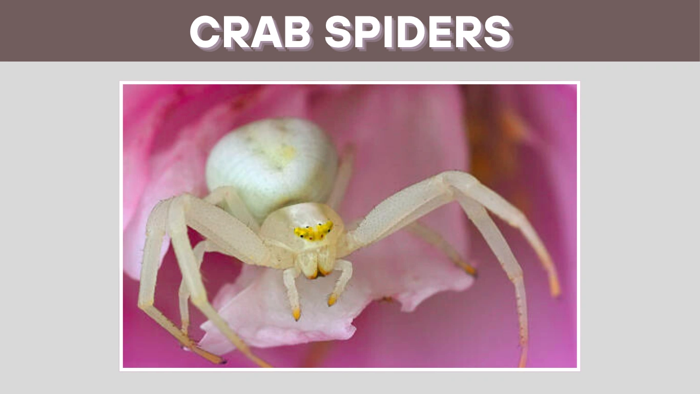 Crab Spiders 40 FAQs About Bites, Diet, Size & Behavior