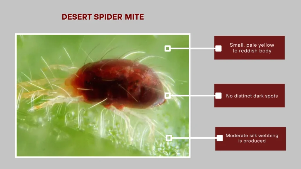 Desert Spider Mite