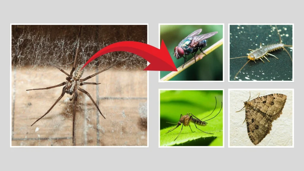 Giant House Spiders Diet