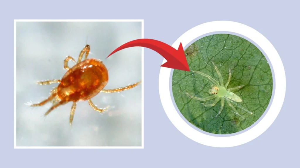 Diet and Hunting Behavior