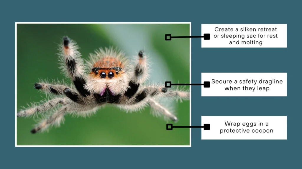 Jumping Spiders 42 FAQs About Behavior Bites Diet More