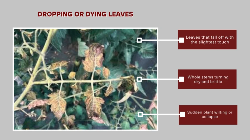 Dropping or Dying Leaves