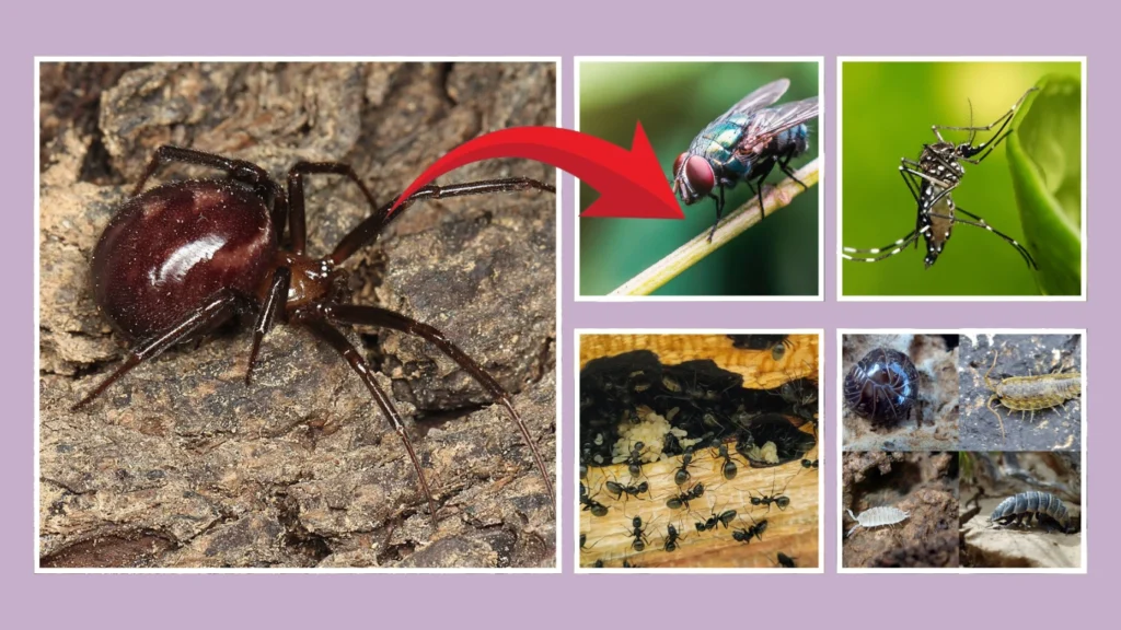 Ecological Role and Human Interaction