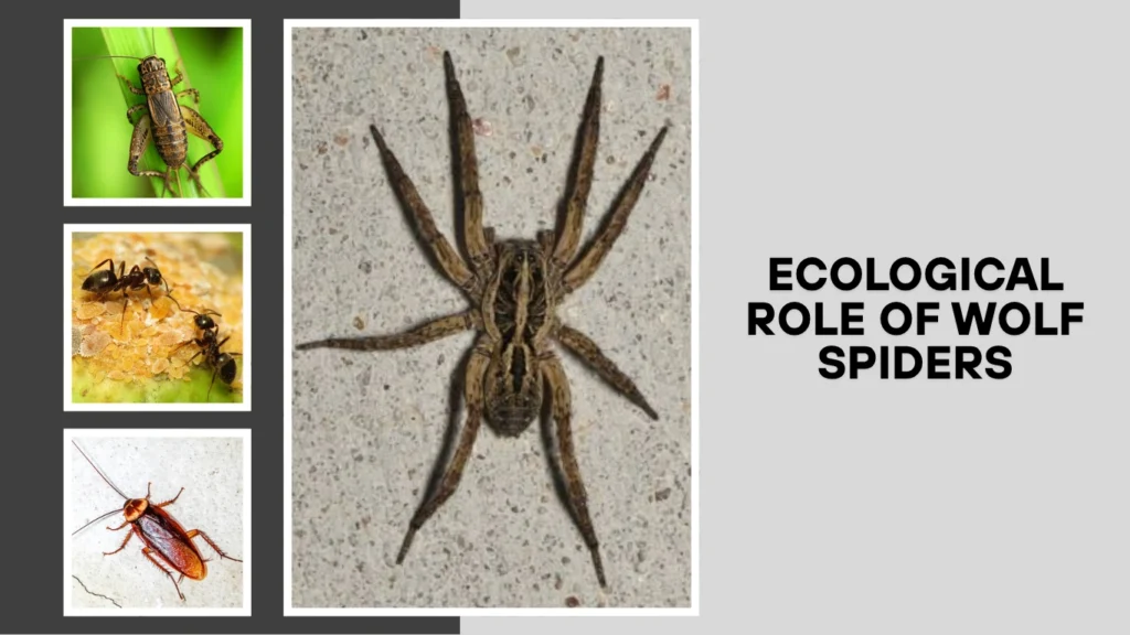 Ecological Role of Wolf Spiders