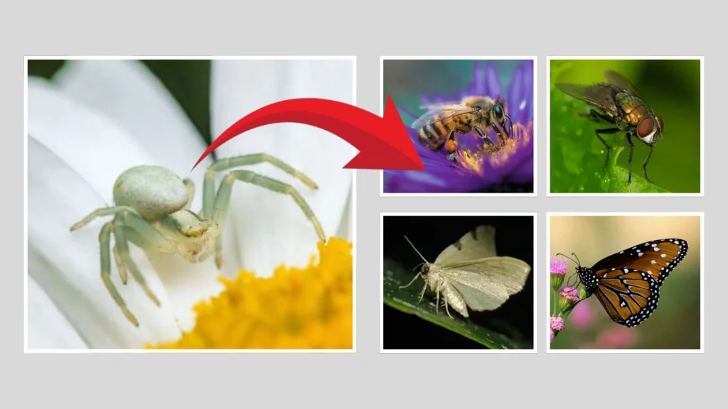 Crab spiders FAQs About Behavior & Diet
