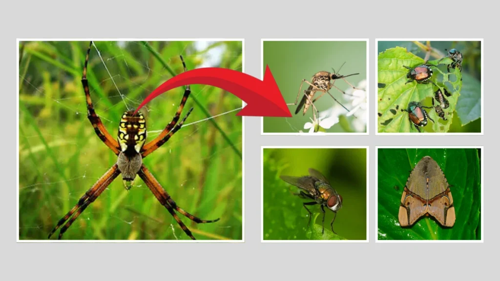 Orb weaver spiders FAQs About Behavior & Traits