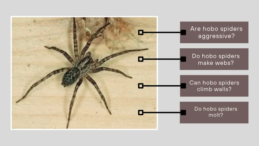 Hobo spidersFAQs About Behavior & Traits (2)