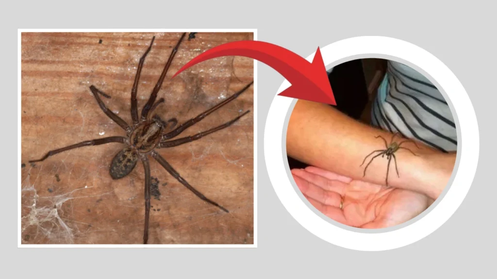 FAQs About Bites and Venom