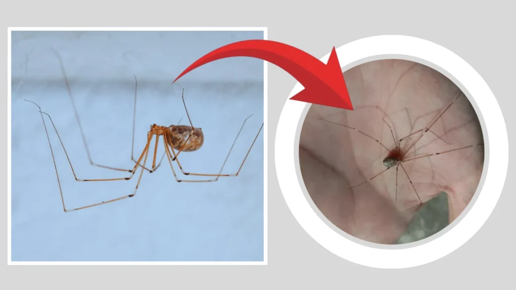 Cellar spiders FAQs About Biting & Venom