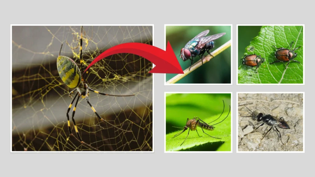 Joro spiders FAQs About Diet