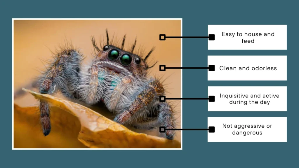 jumping spiders FAQs About Pet Ownership & Care