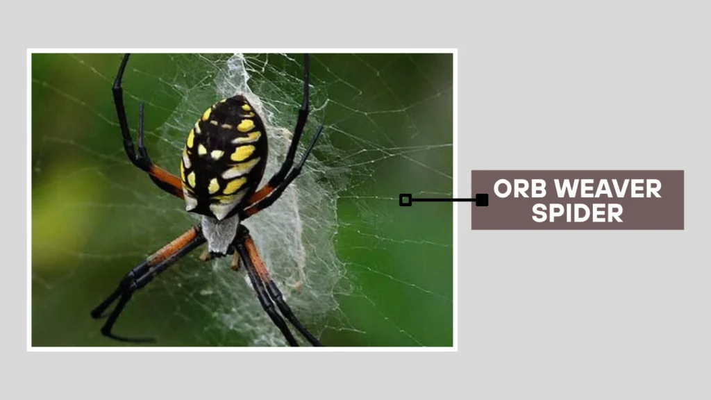 Orb weaver spiders FAQs About Seasonal Behavior