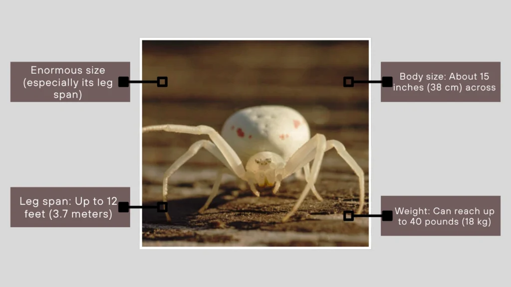 FAQs About Spider Crabs – Marine Crustaceans