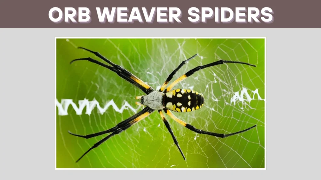 orb-weaver spiders FAQs About Venom & Safety