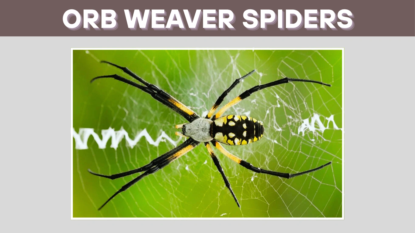 Orb Weaver Spiders: 75 FAQs About Bites, Behavior, and More