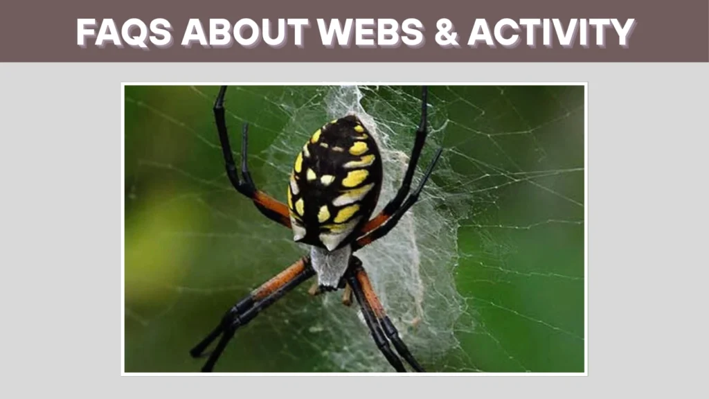 Orb Weaver Spiders FAQs About Webs & Activity