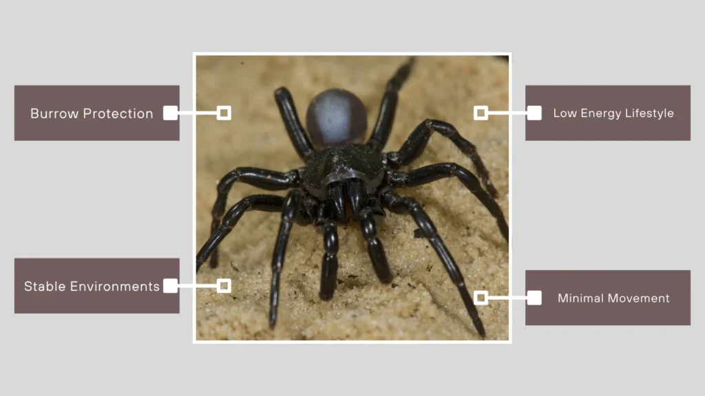 Factors Affecting Lifespan