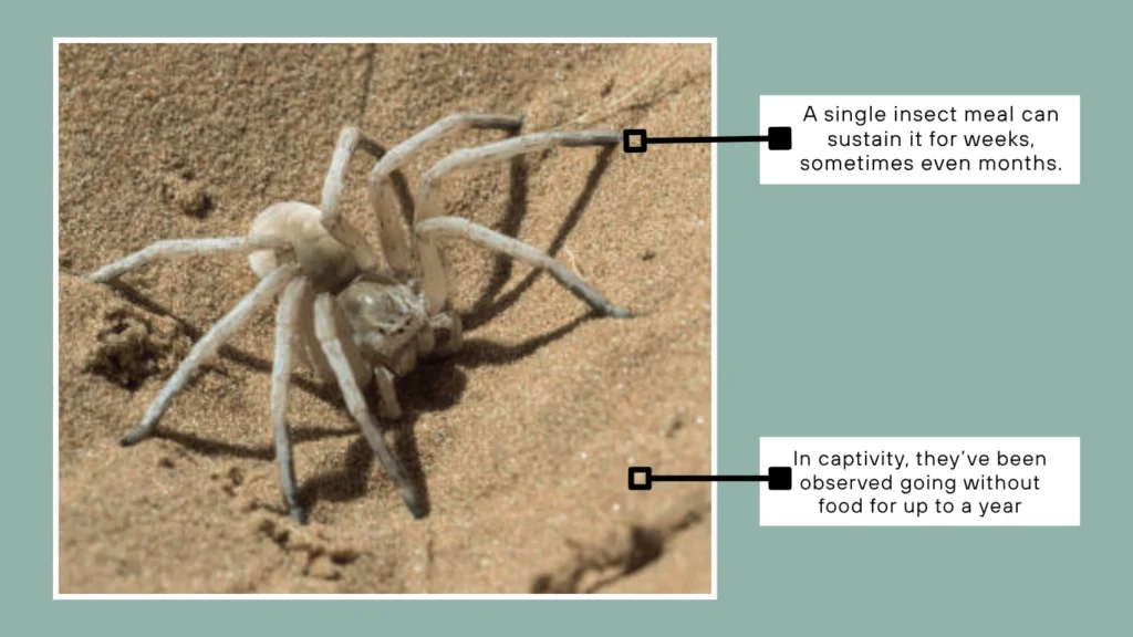 Feeding Frequency and Desert Survival