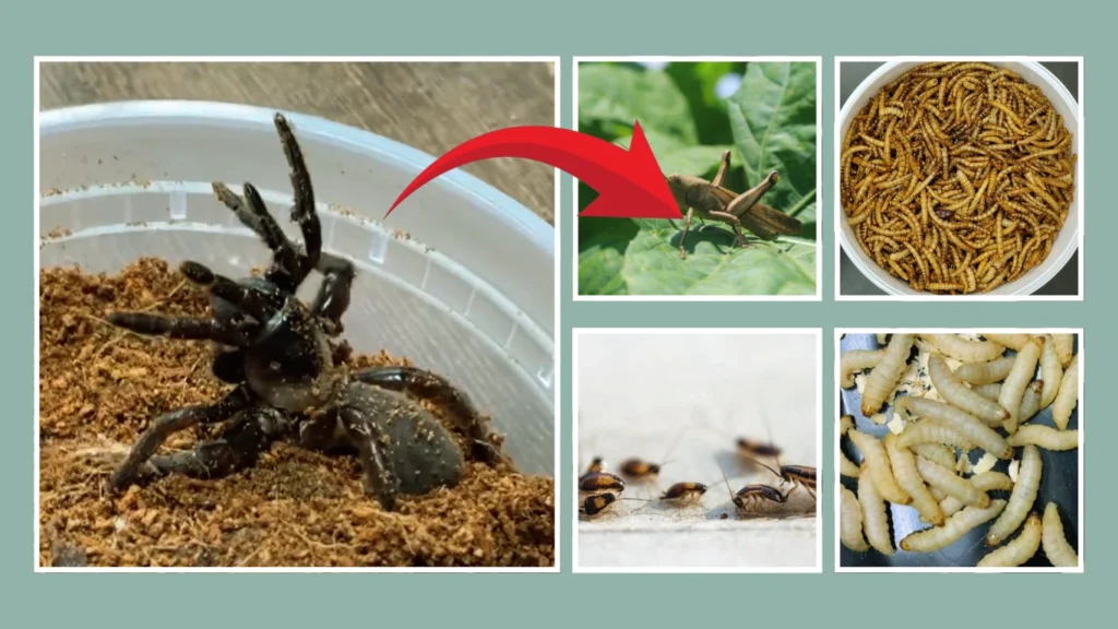 Trapdoor Spiders Feeding in Captivity