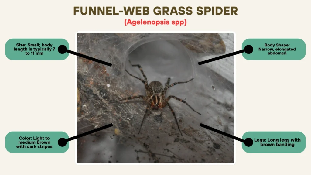 Funnel-Web Grass Spider (Agelenopsis spp.)