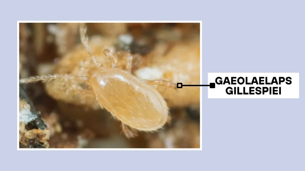 Gaeolaelaps gillespiei