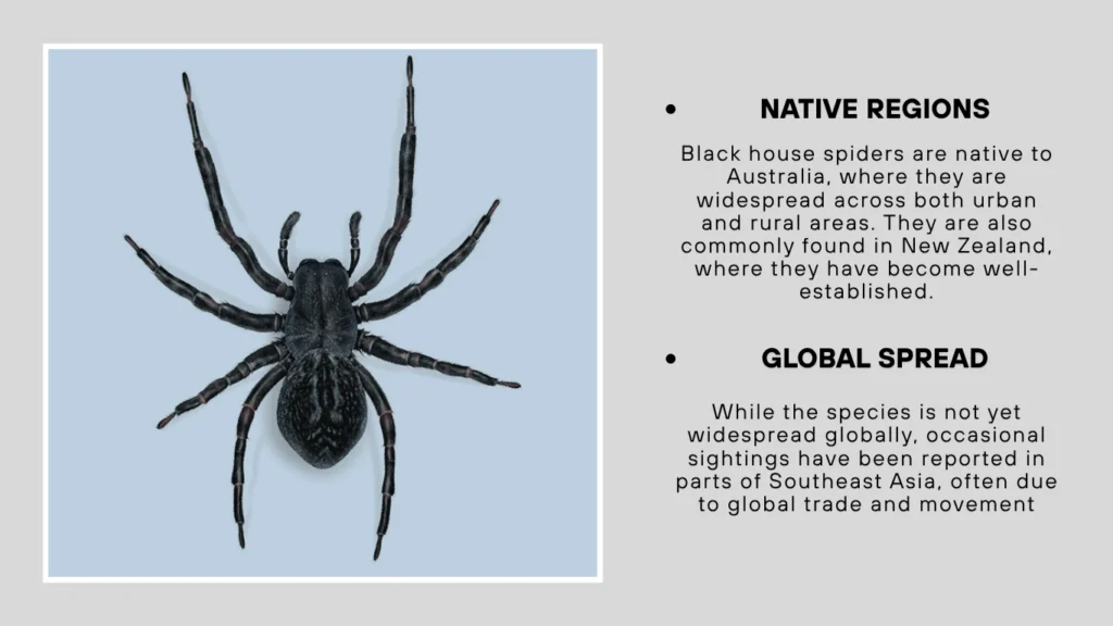 Geographic Range of Black House Spiders