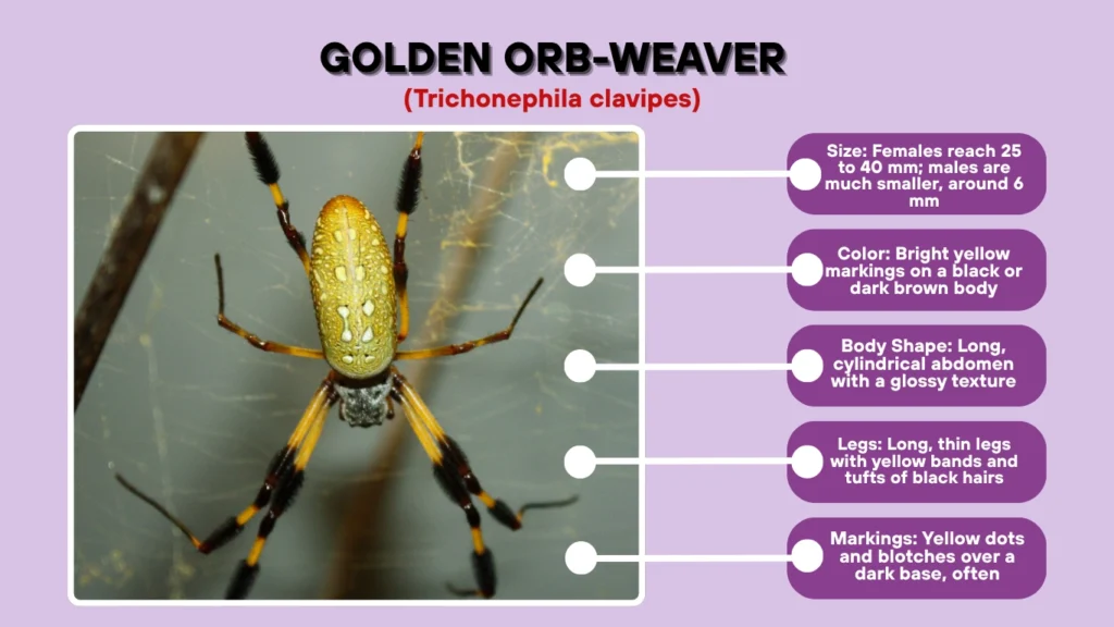 Golden Orb-Weaver (Trichonephila clavipes)