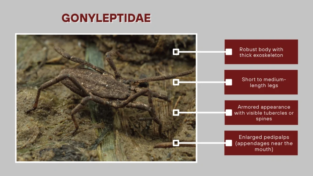 Gonyleptidae