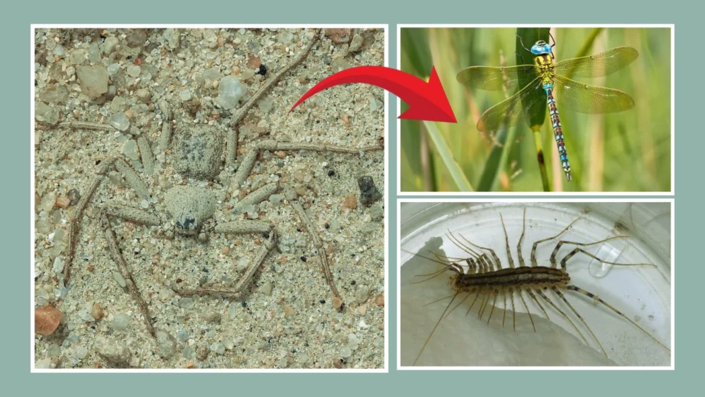 Six-eyed sand spiders Habitat and Behavior