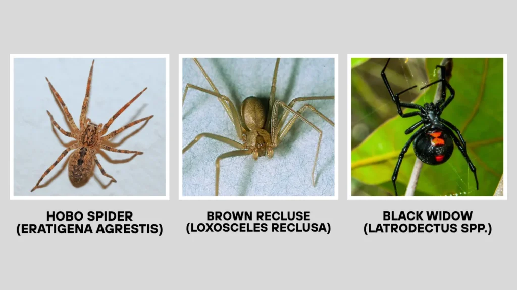 Hobo Spider vs Truly Dangerous Spiders