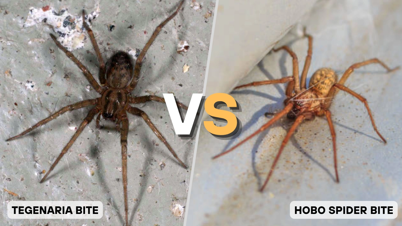 Hobo Spider vs. Tegenaria agrestis: Are Same or Different?