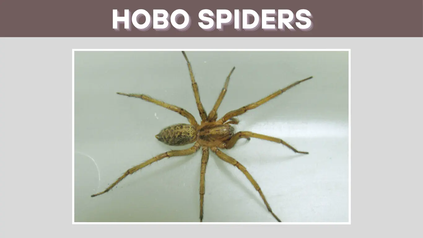 Hobo Spiders: 30 FAQs About Bites, Behavior, and More