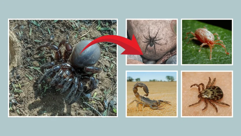 Are tarantulas arachnids?